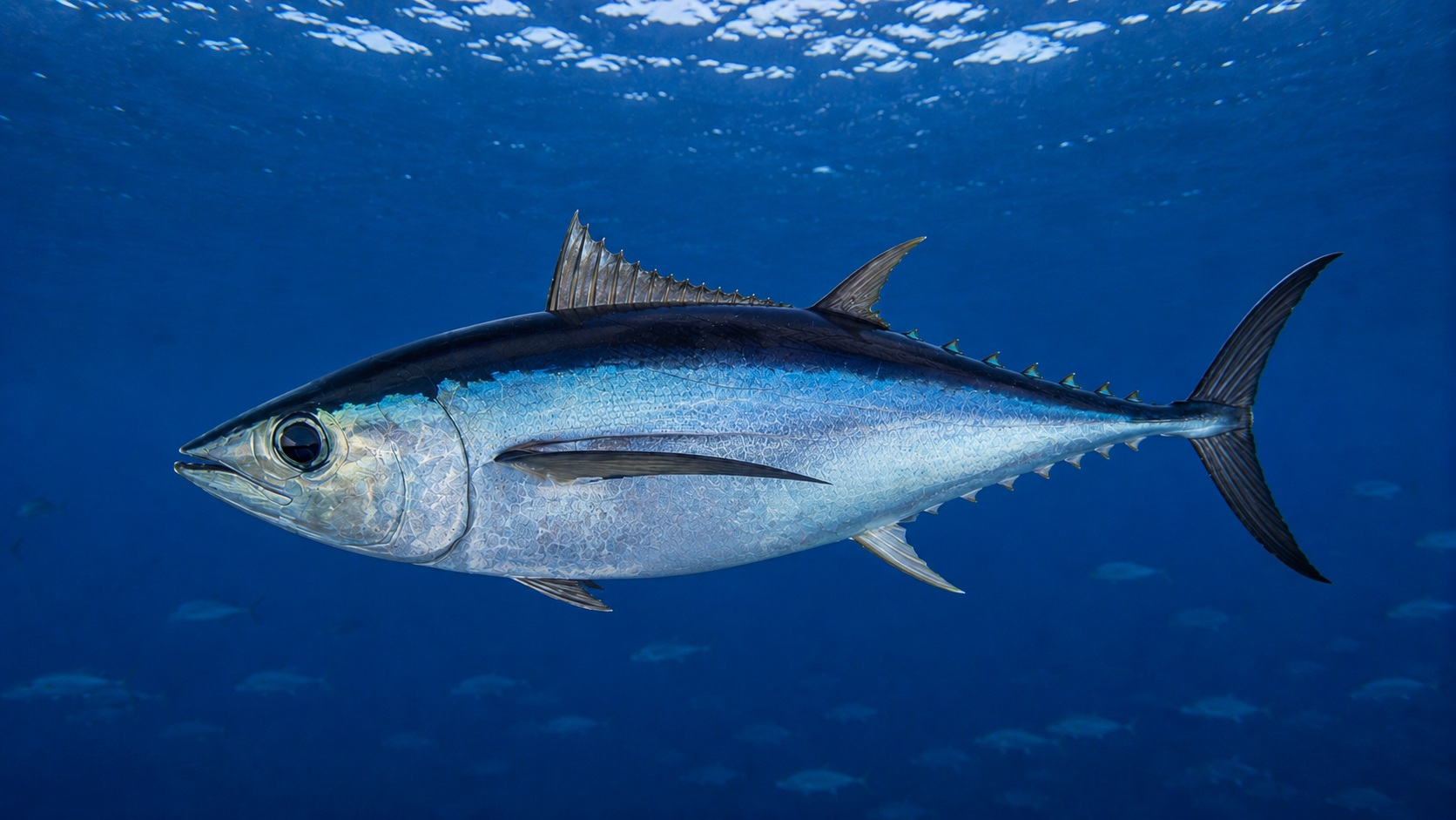 Albacore Tuna