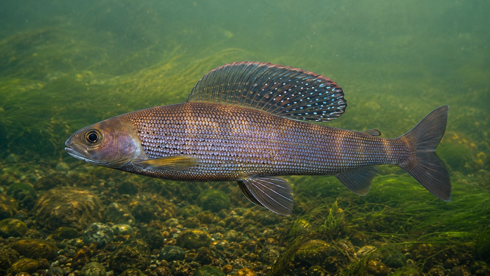 Arctic Grayling