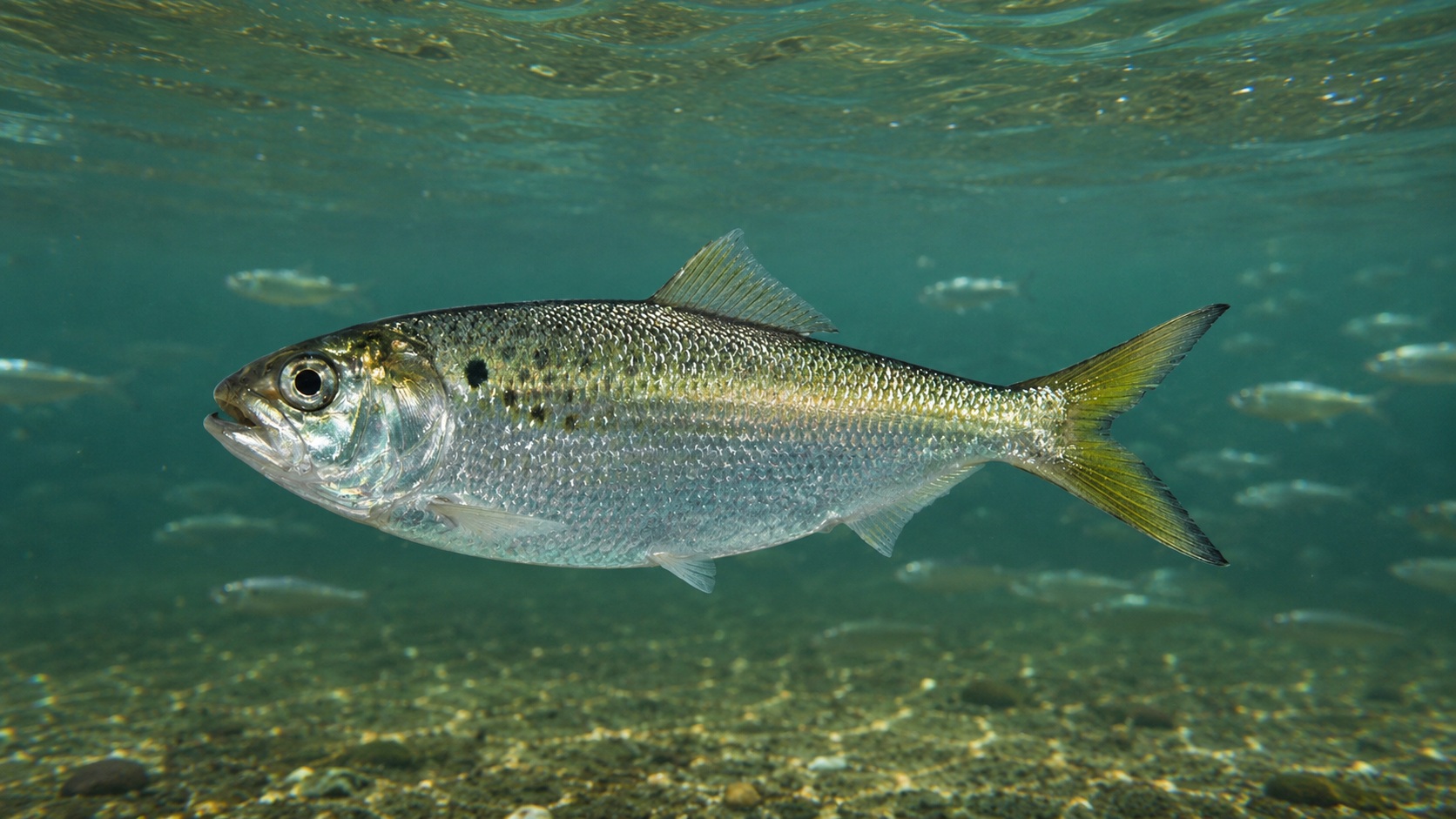 Atlantic Menhaden