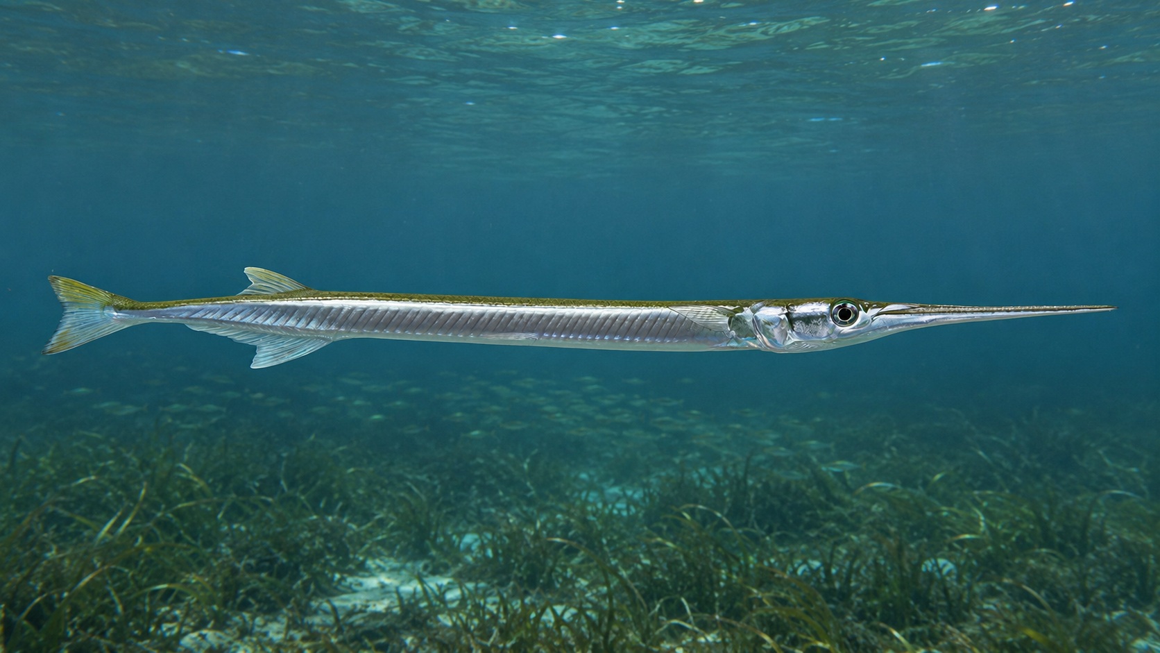 Atlantic Needlefish