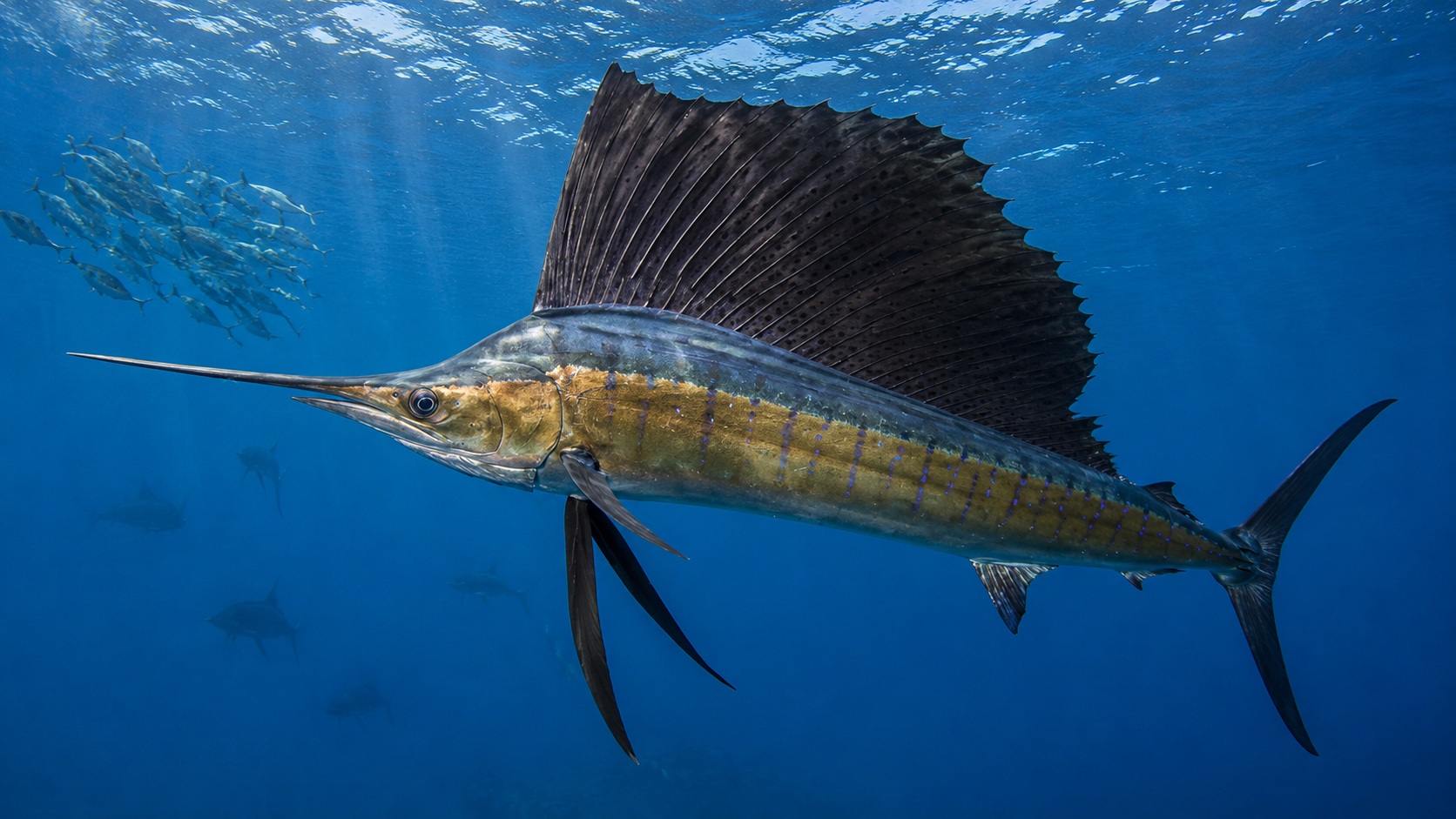 Atlantic Sailfish