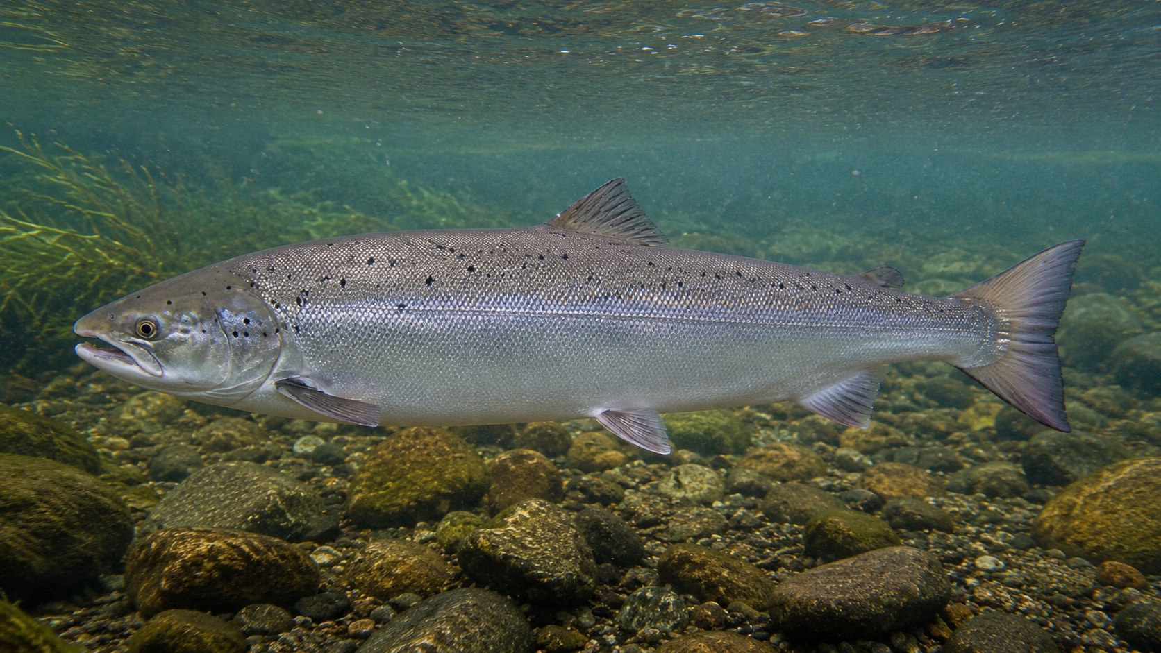 Atlantic Salmon