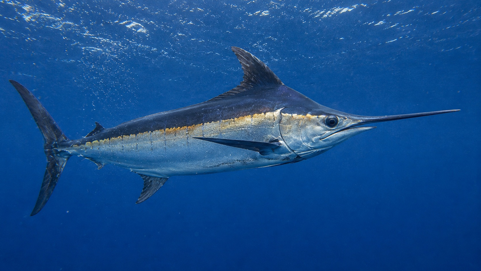 Blue Marlin