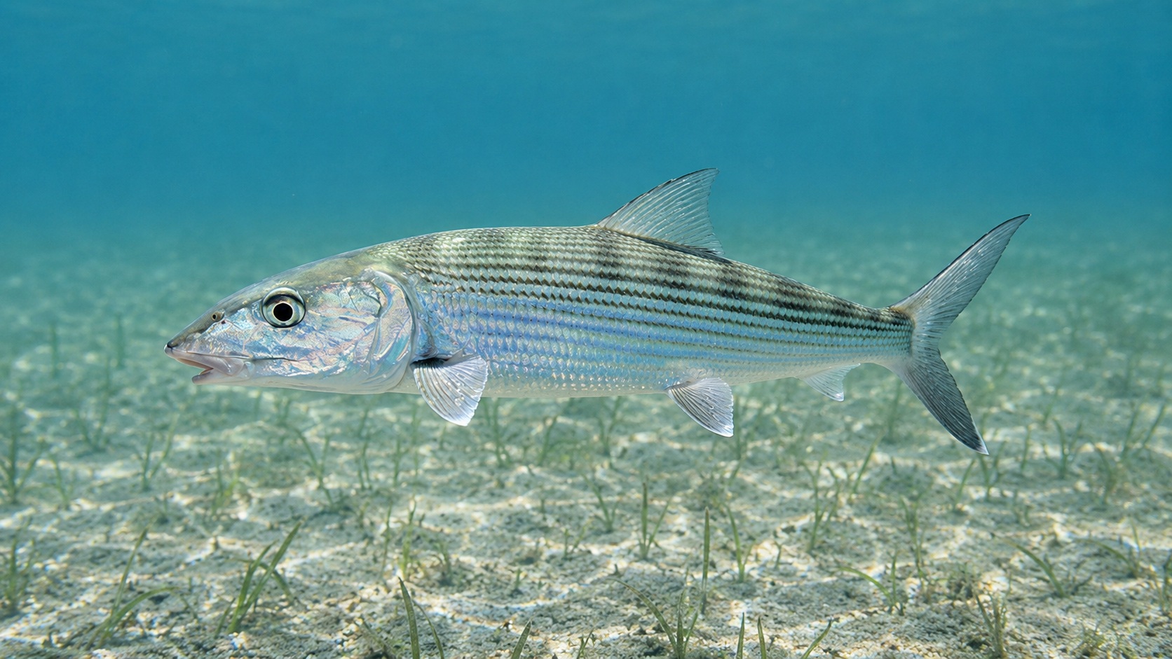 Bonefish