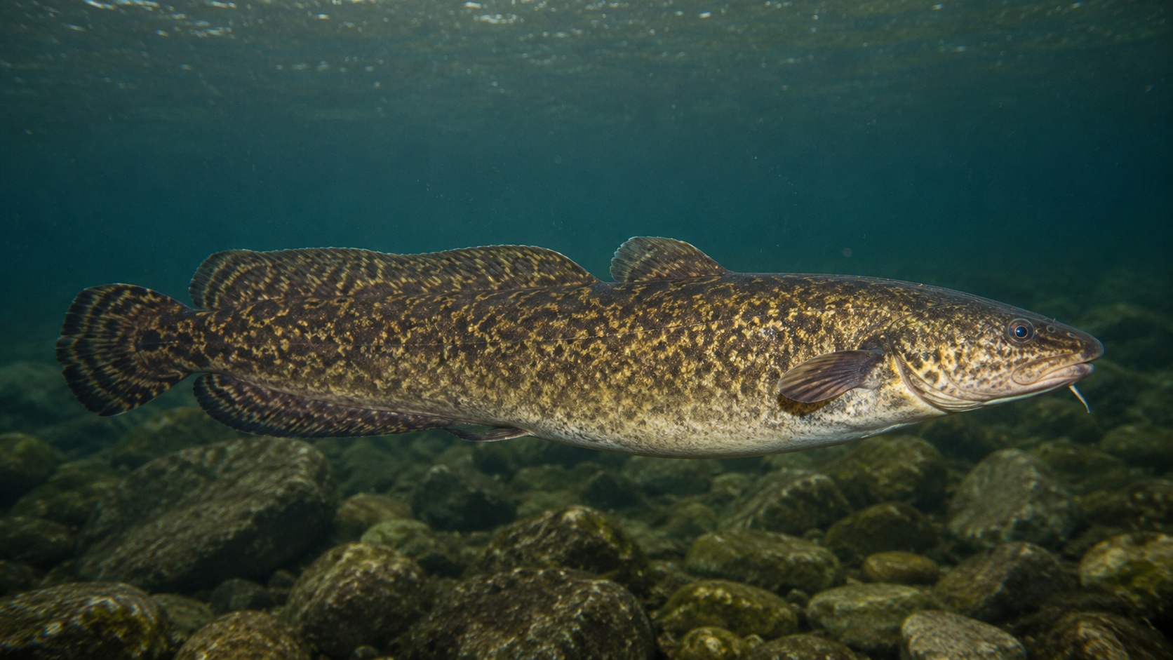 Burbot