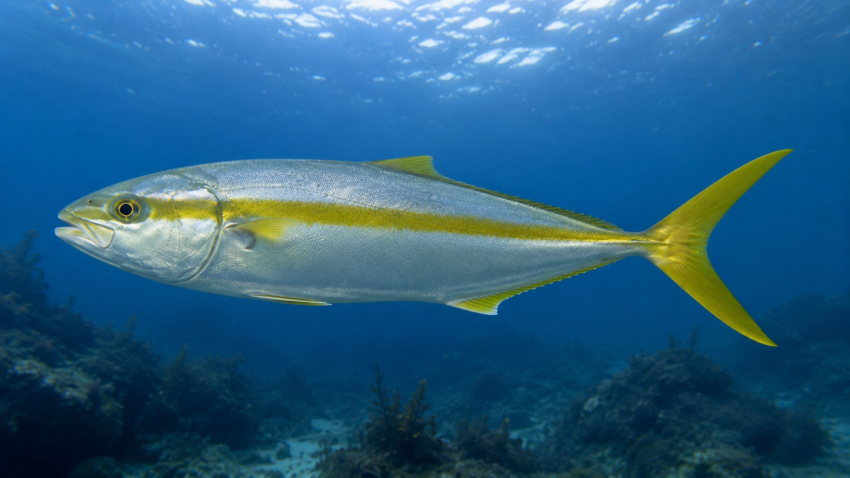 California Yellowtail
