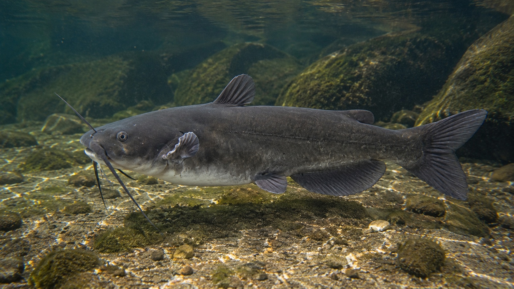 Channel Catfish