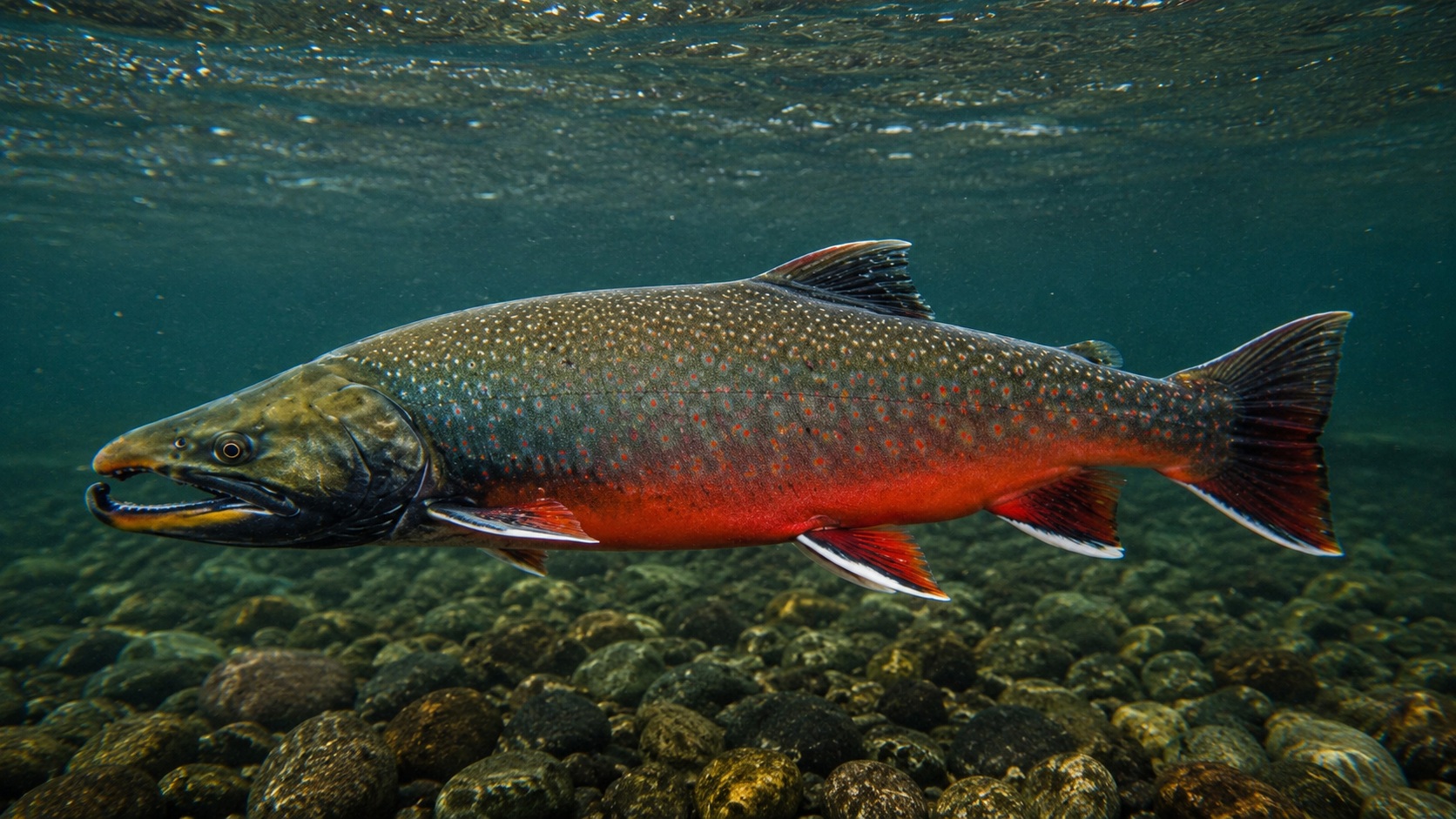 Dolly Varden
