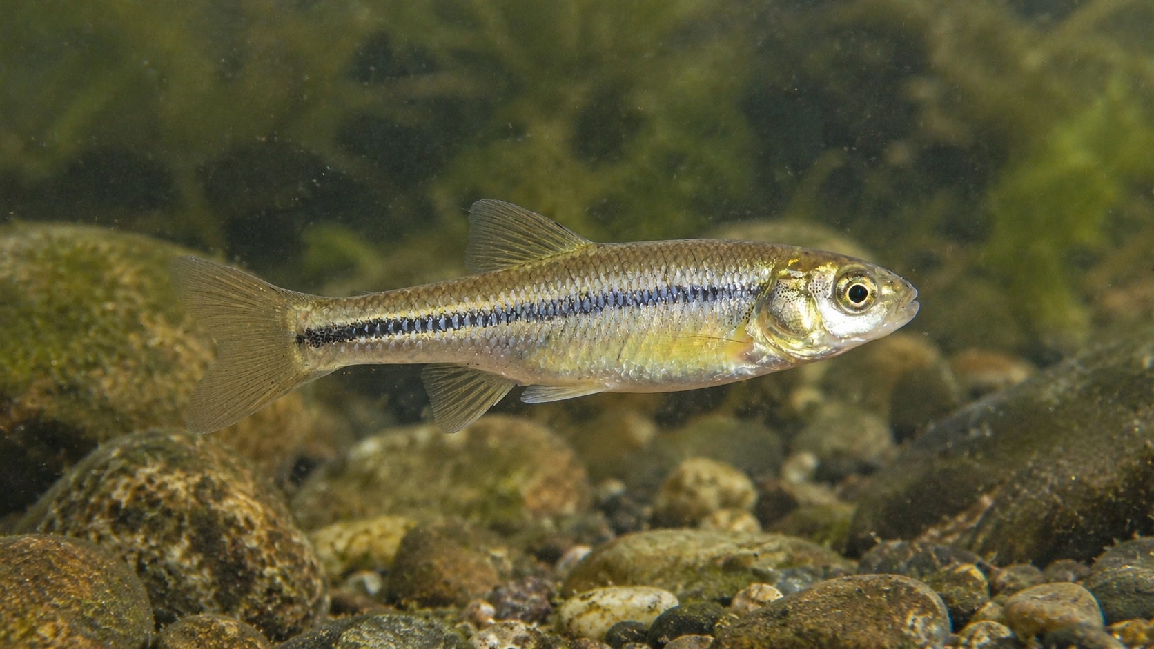 Fathead Minnow