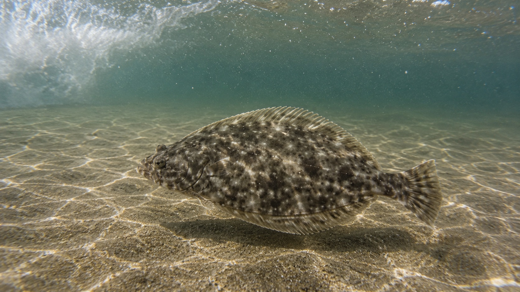Flounder