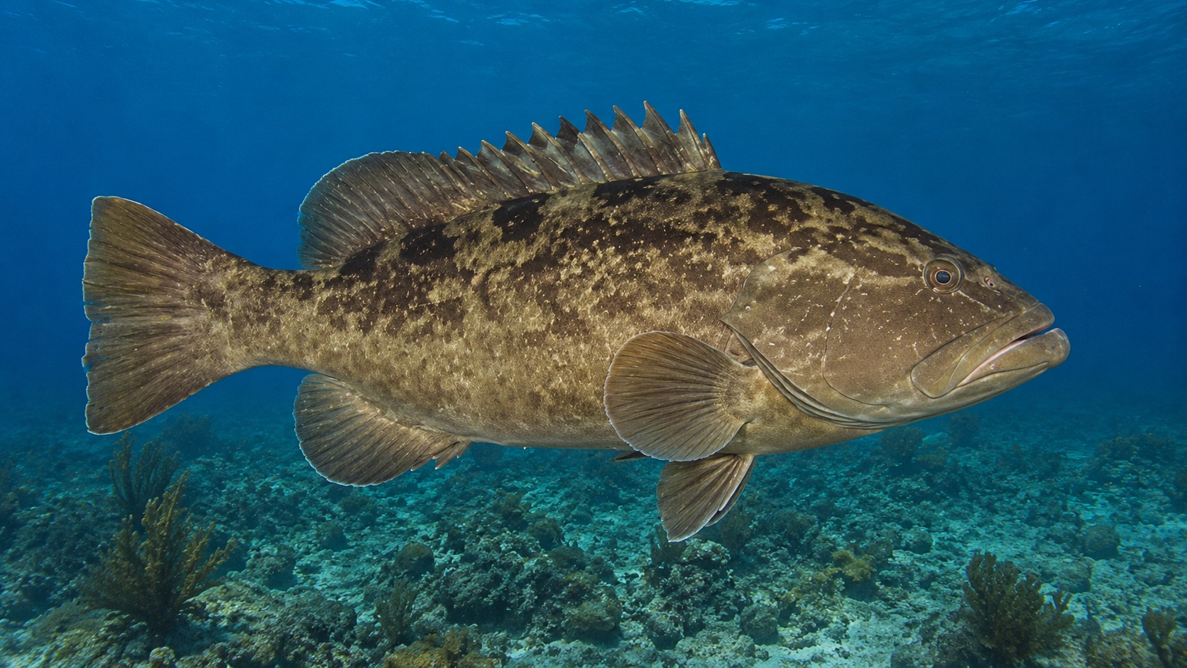 Gag Grouper