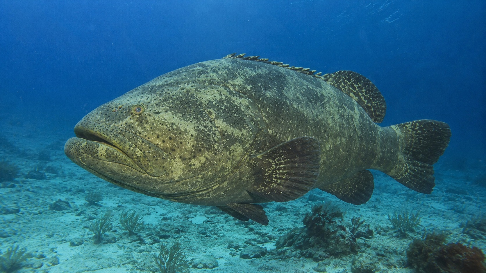 Goliath Grouper