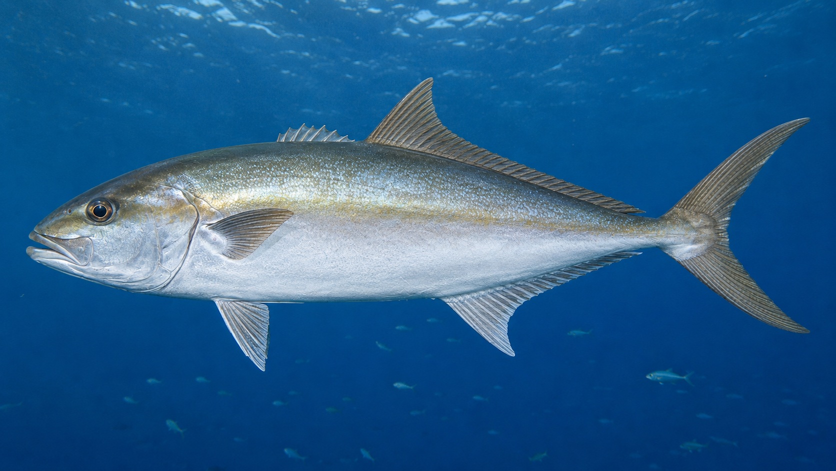 Greater Amberjack