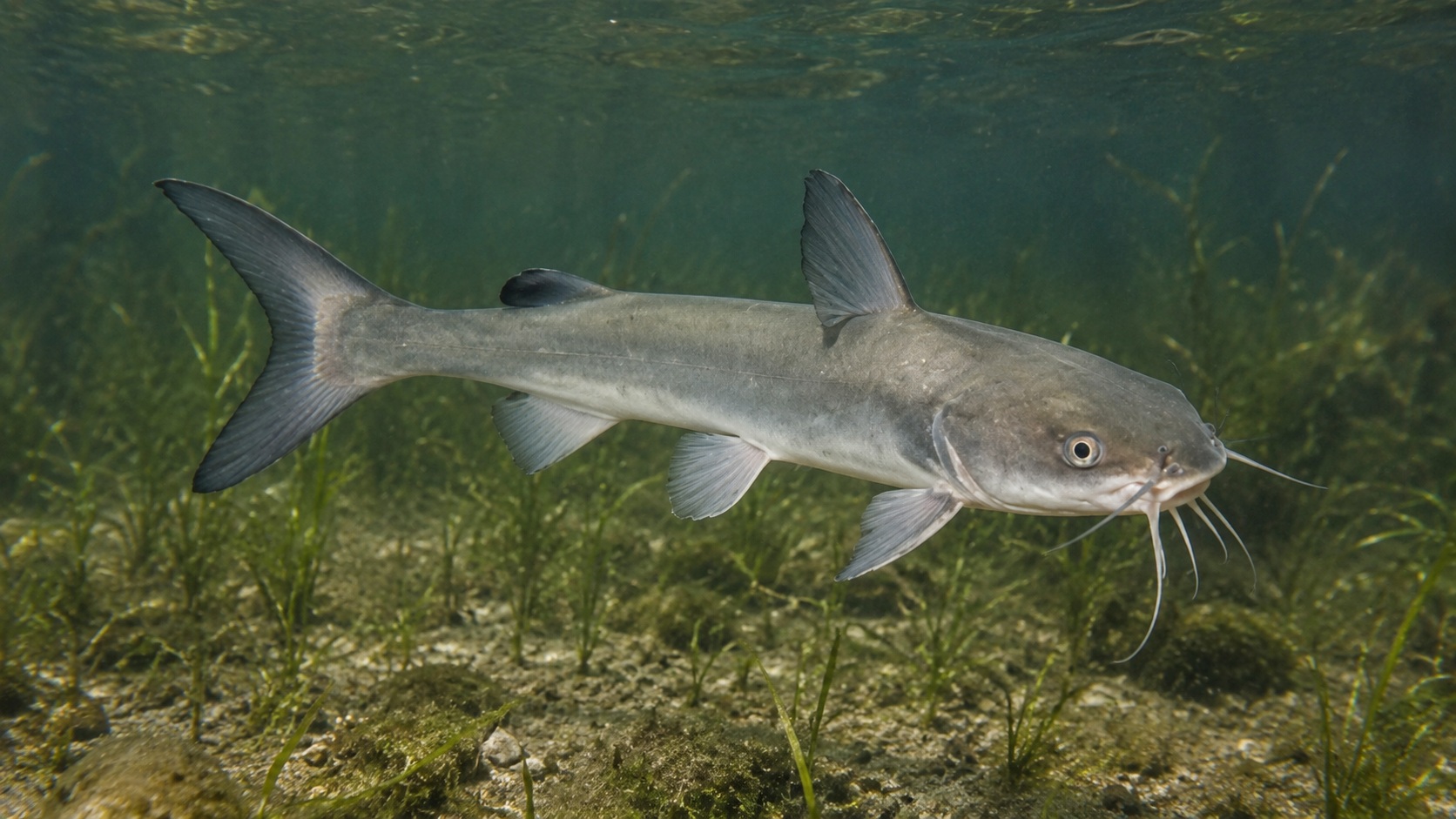 Hardhead Catfish