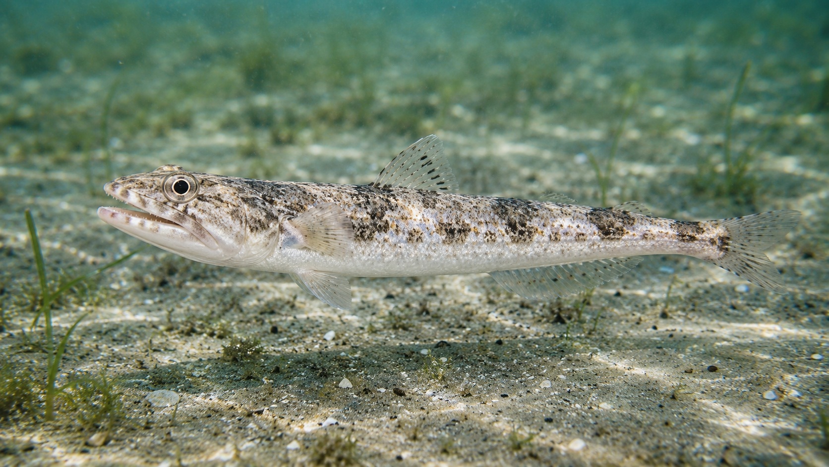 Inshore Lizardfish