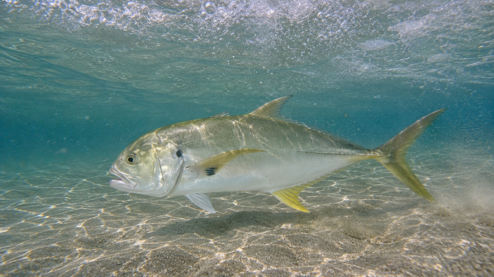 Jack Crevalle