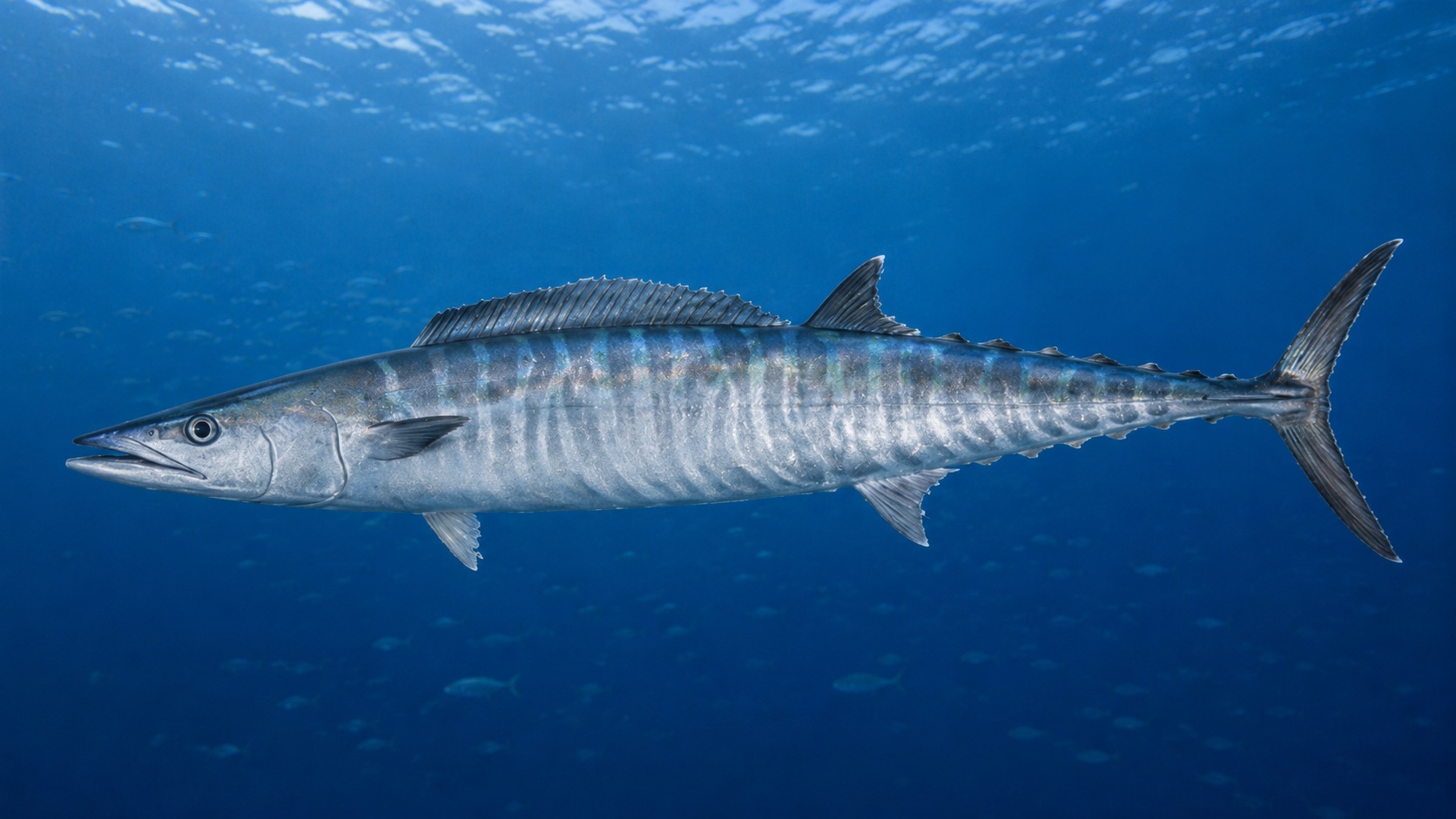 King Mackerel