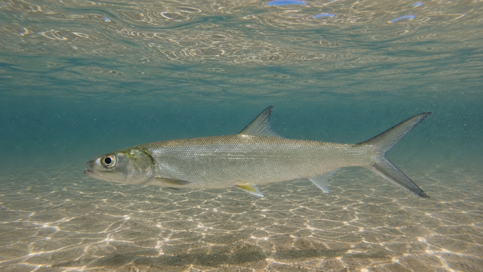 Ladyfish