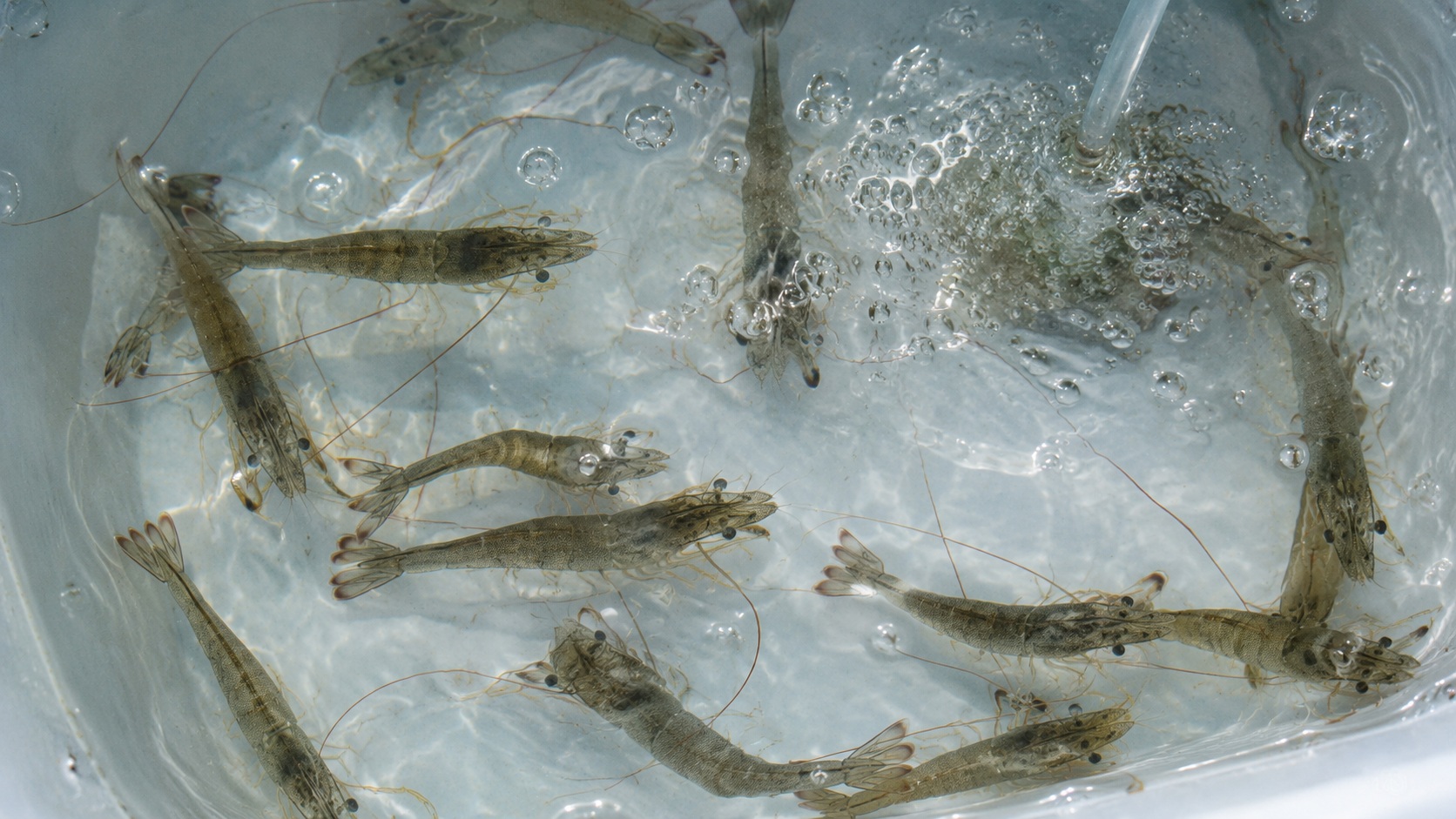 Live Shrimp