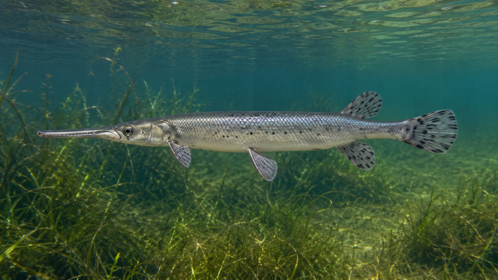 Longnose Gar