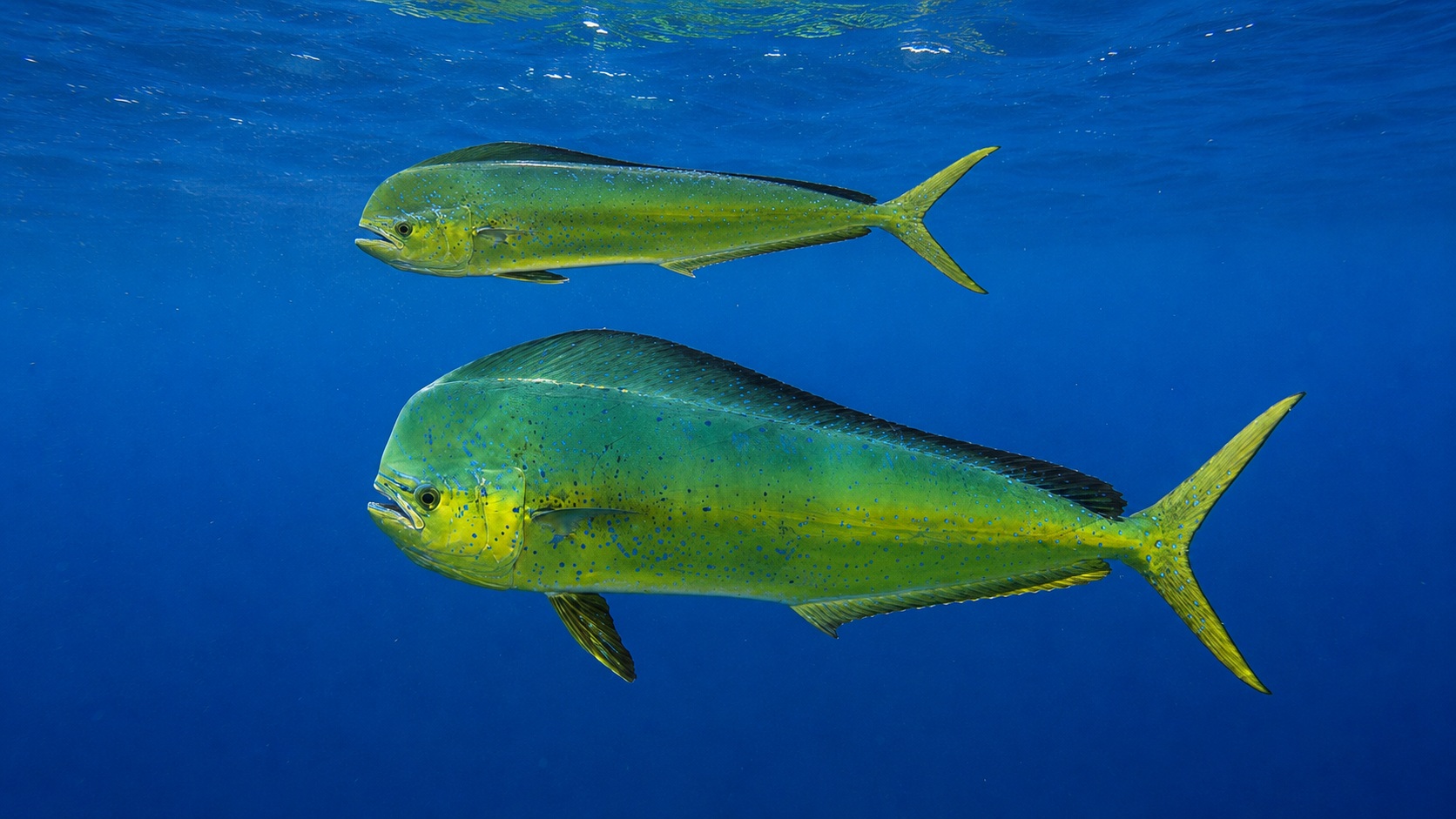 Mahi-Mahi