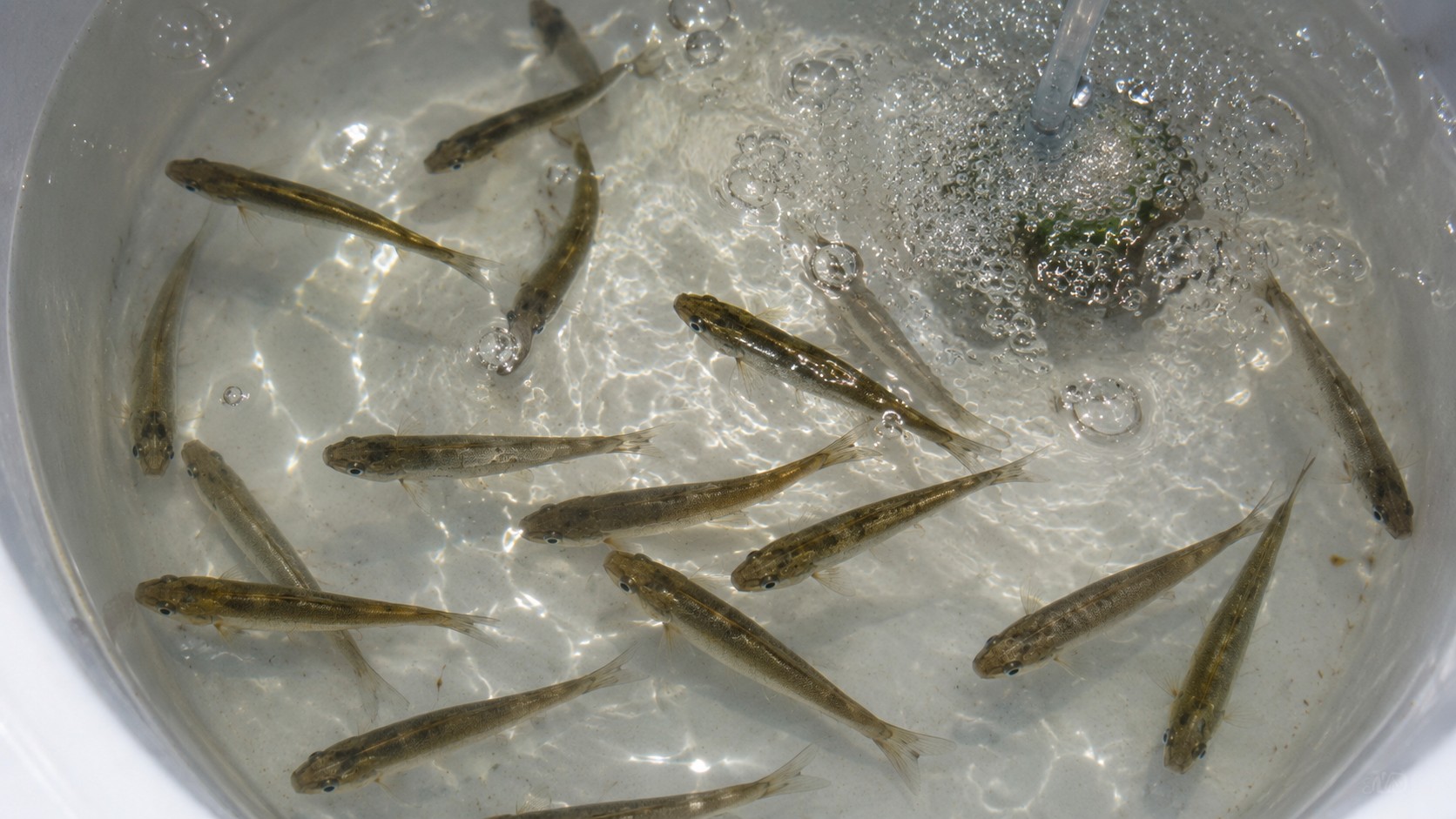Mud Minnows