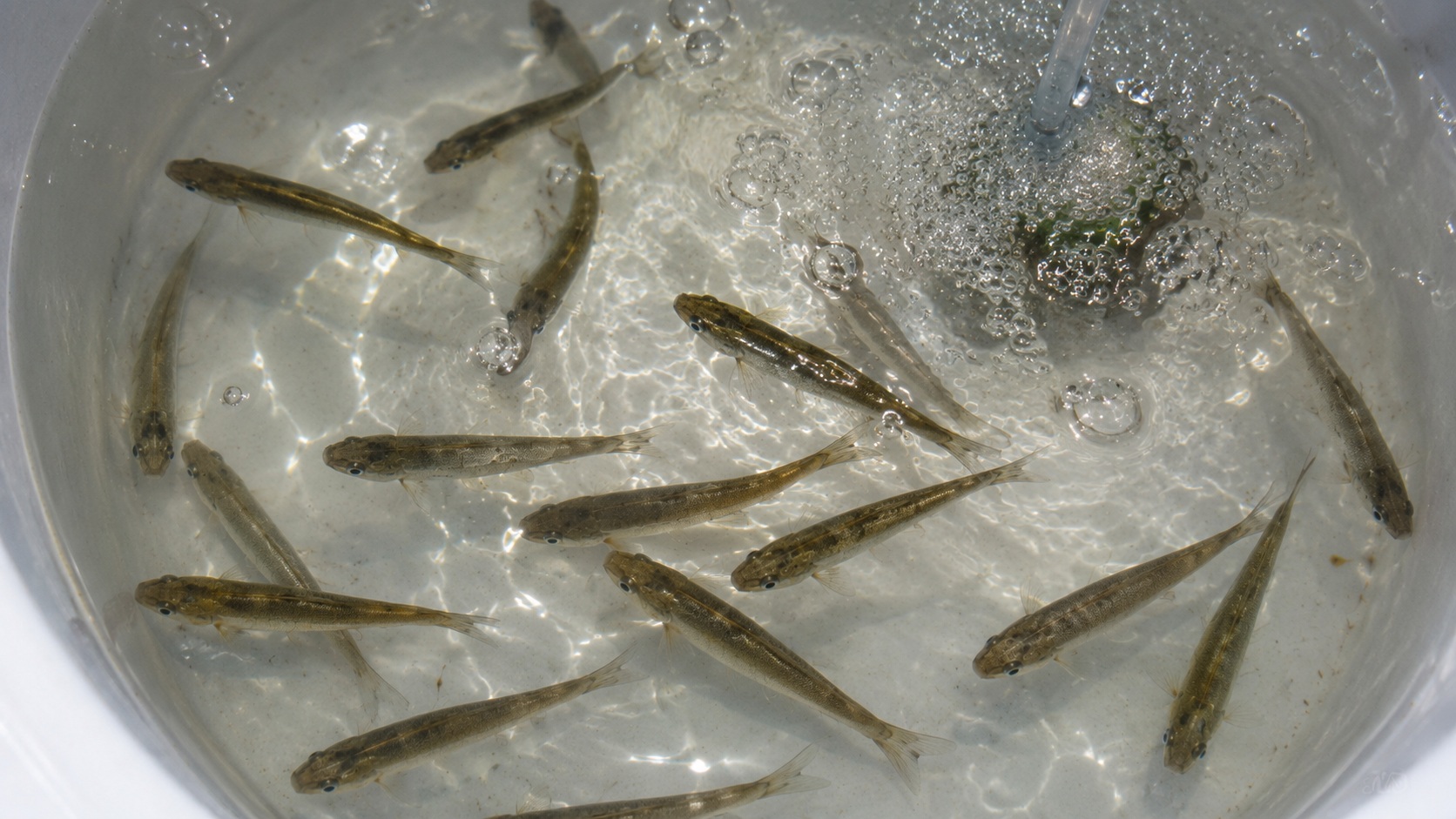 Mud Minnows