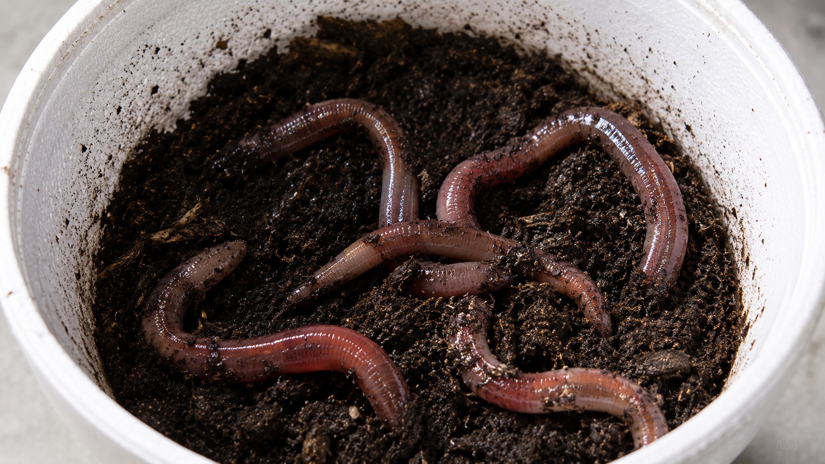 Nightcrawlers & Worms
