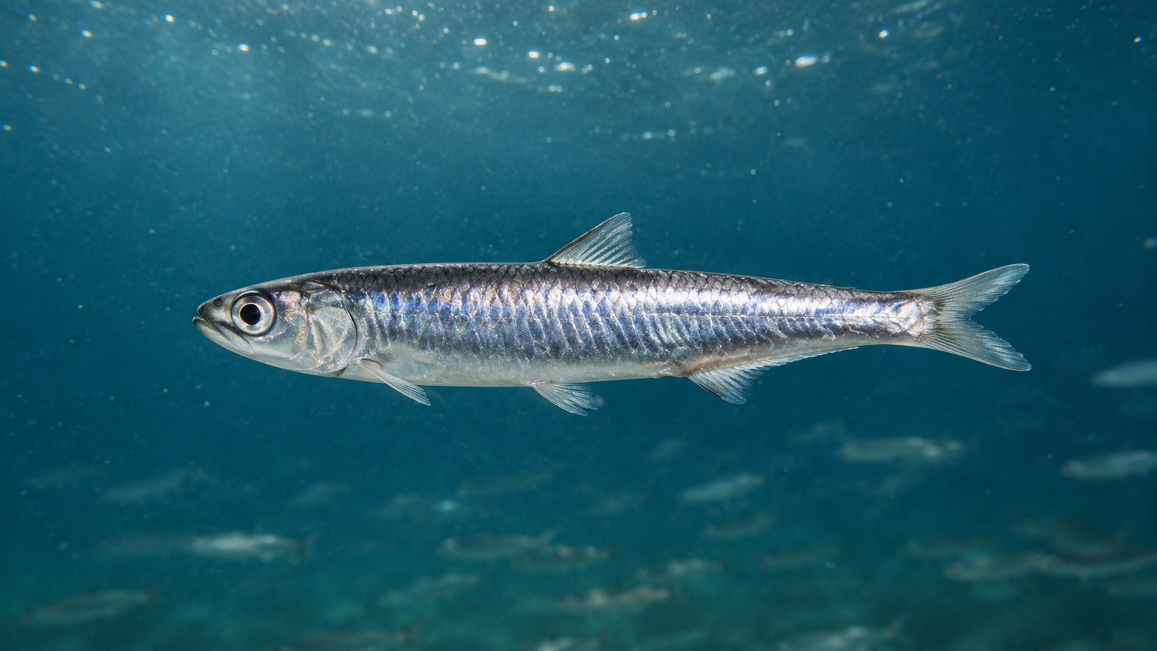 Northern Anchovy