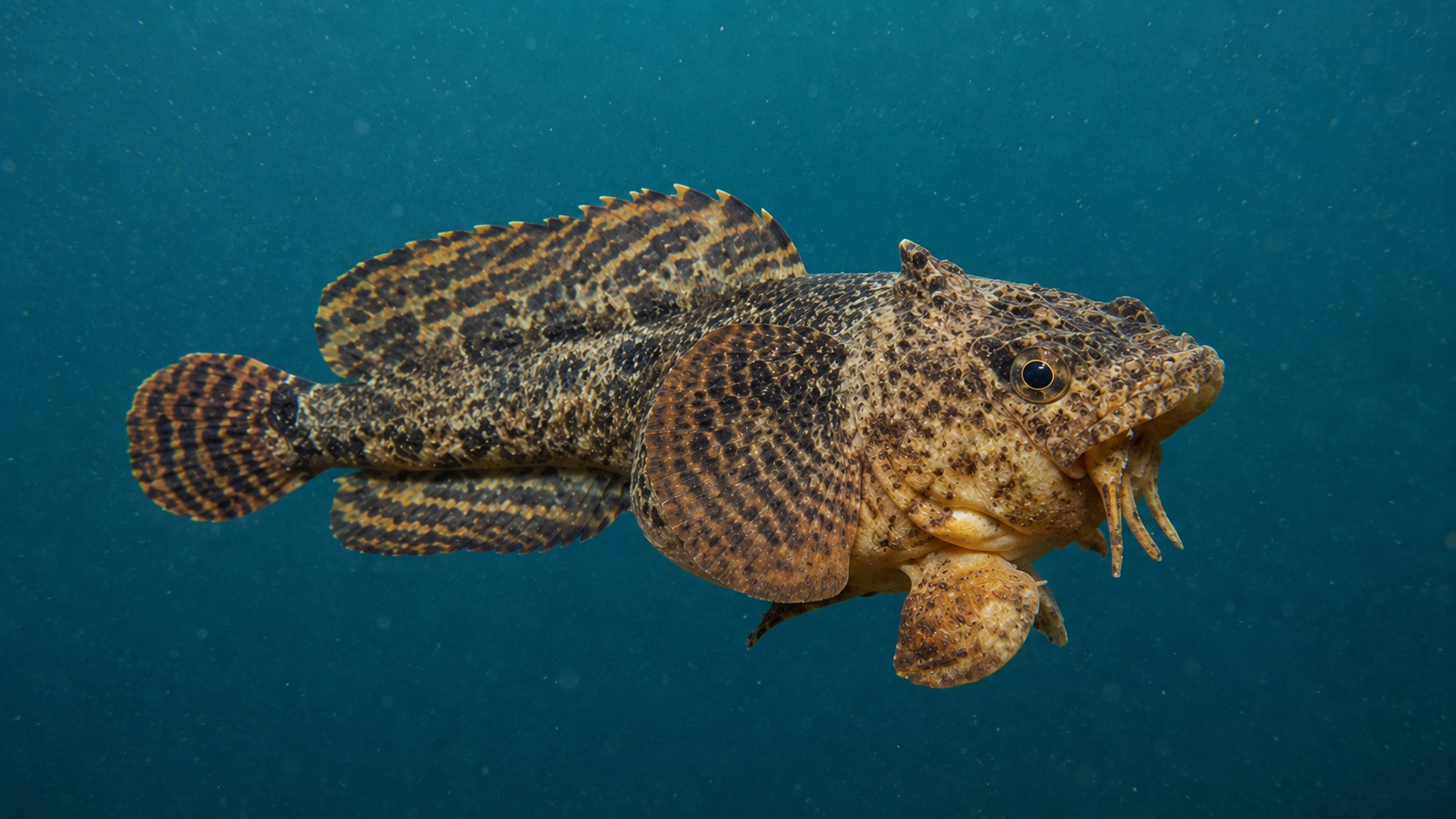 Oyster Toadfish