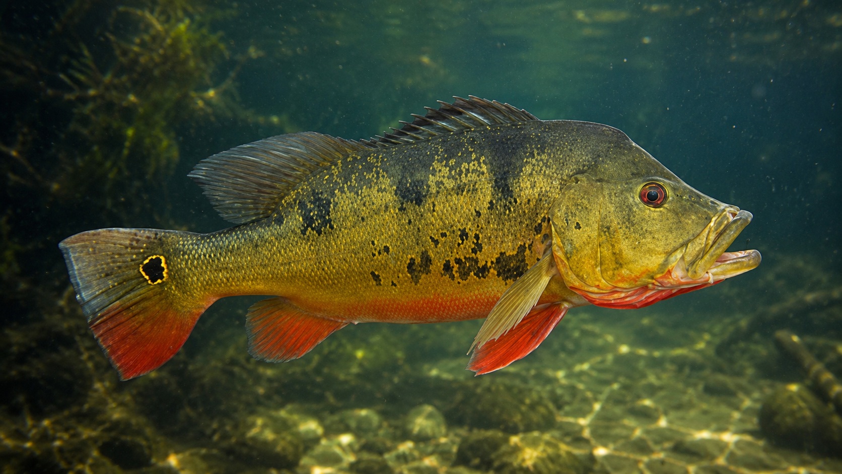 Peacock Bass