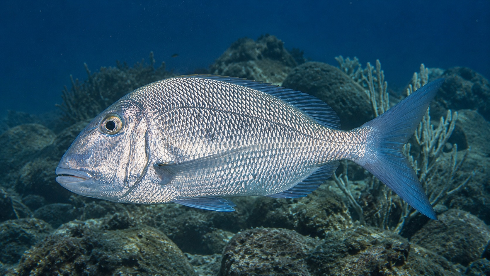 Porgy