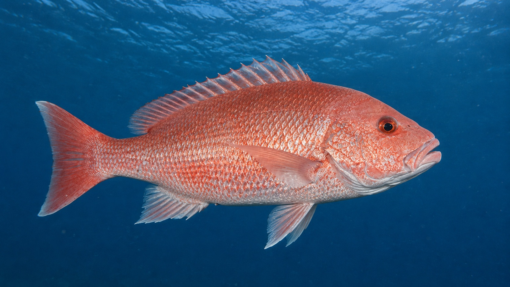 Red Snapper