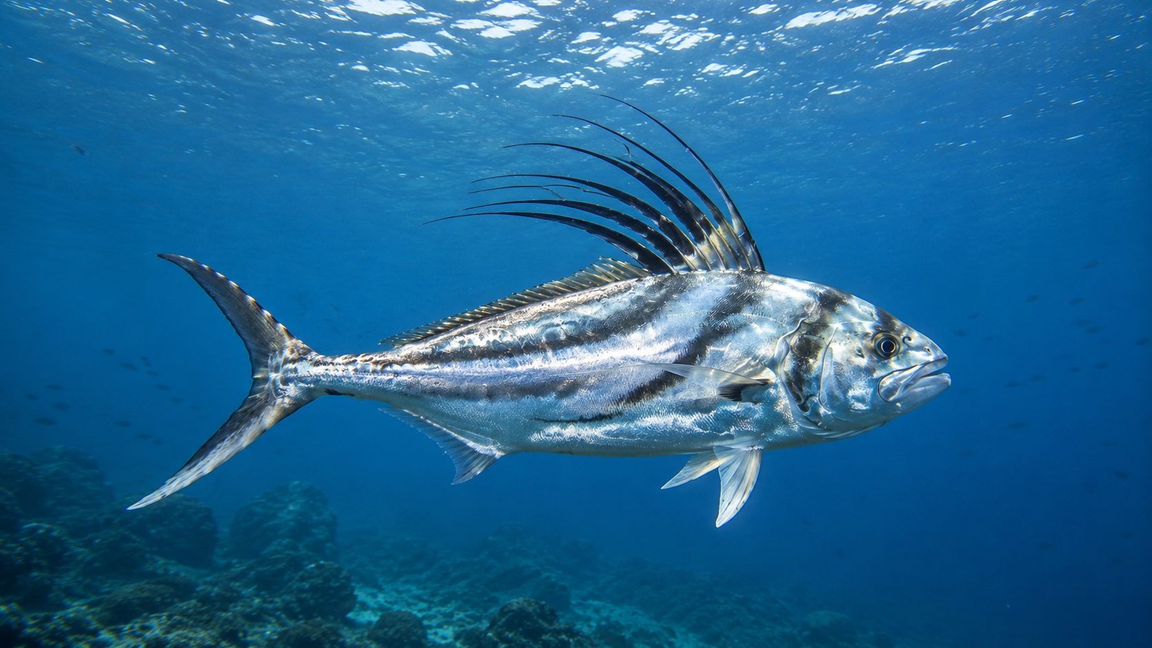 Roosterfish