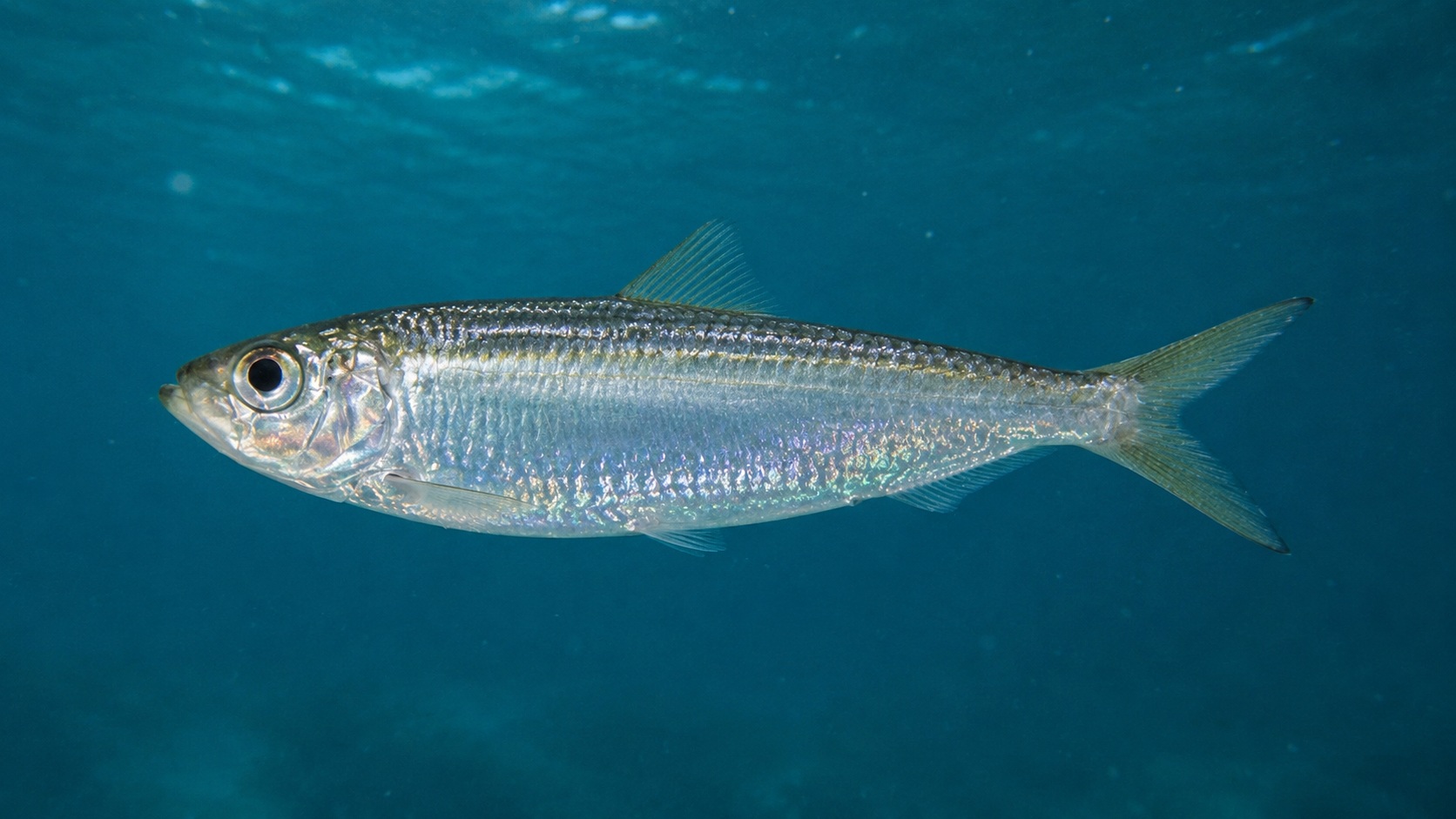 Scaled Sardine
