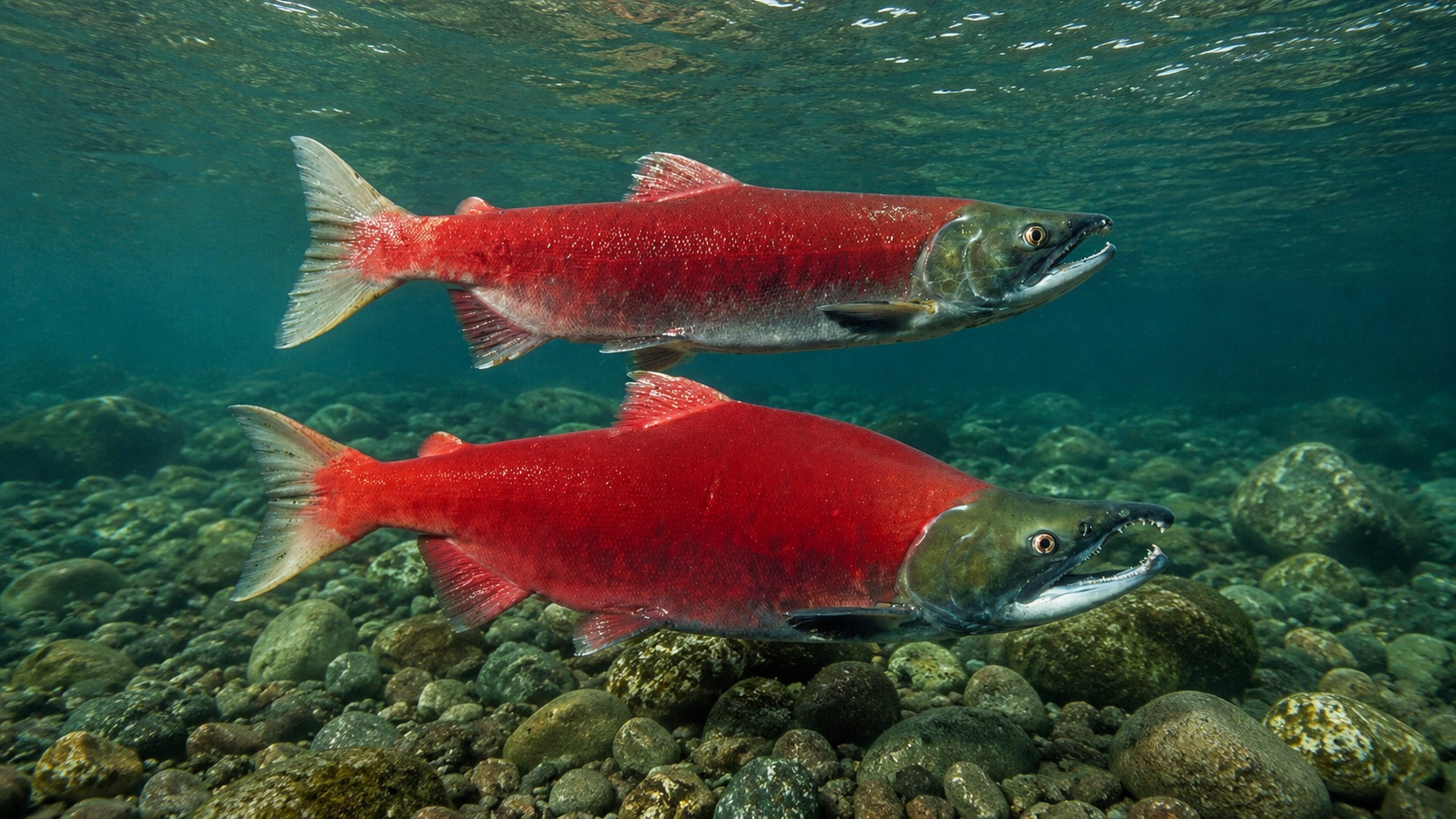 Sockeye Salmon