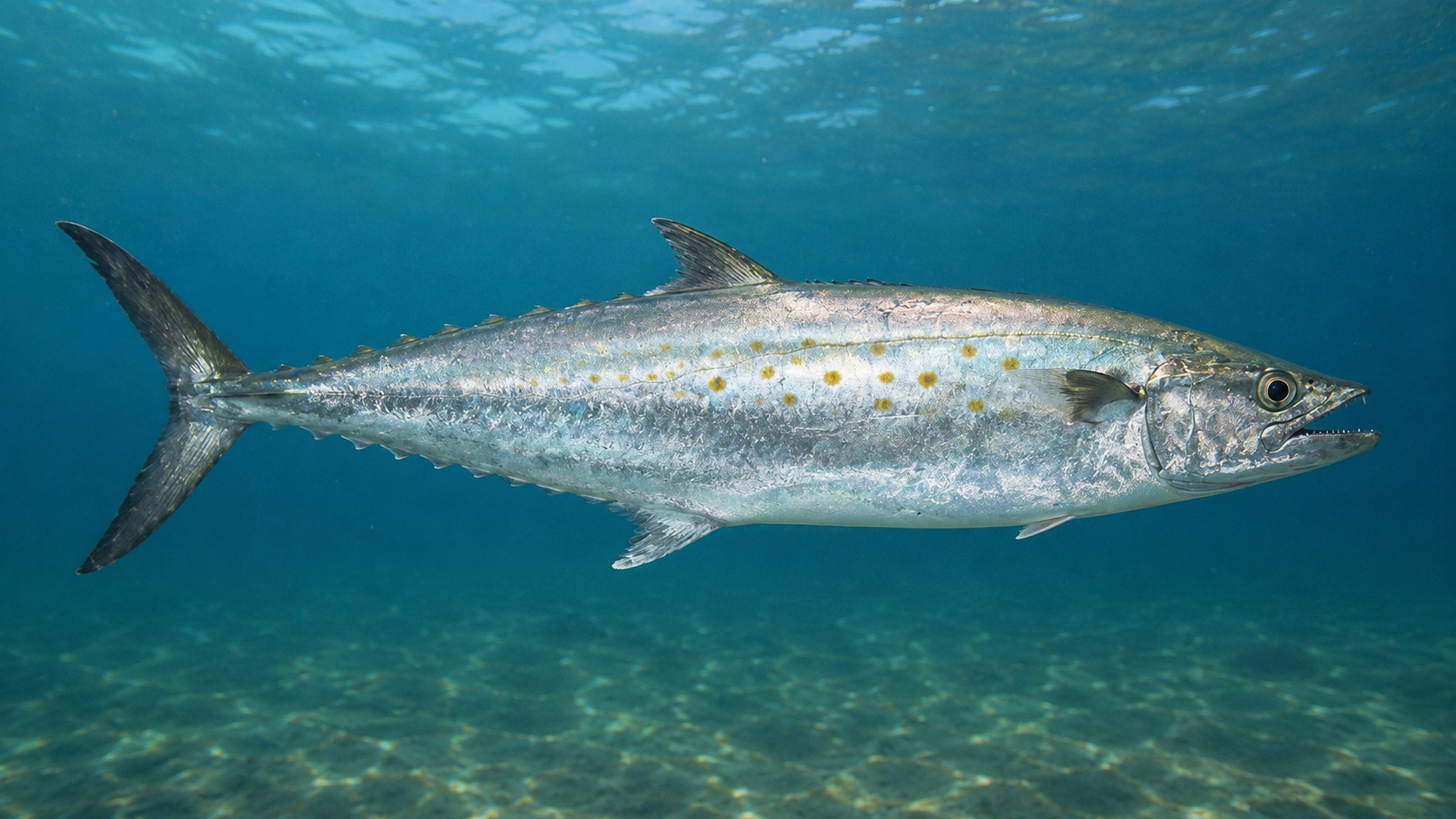 Spanish Mackerel