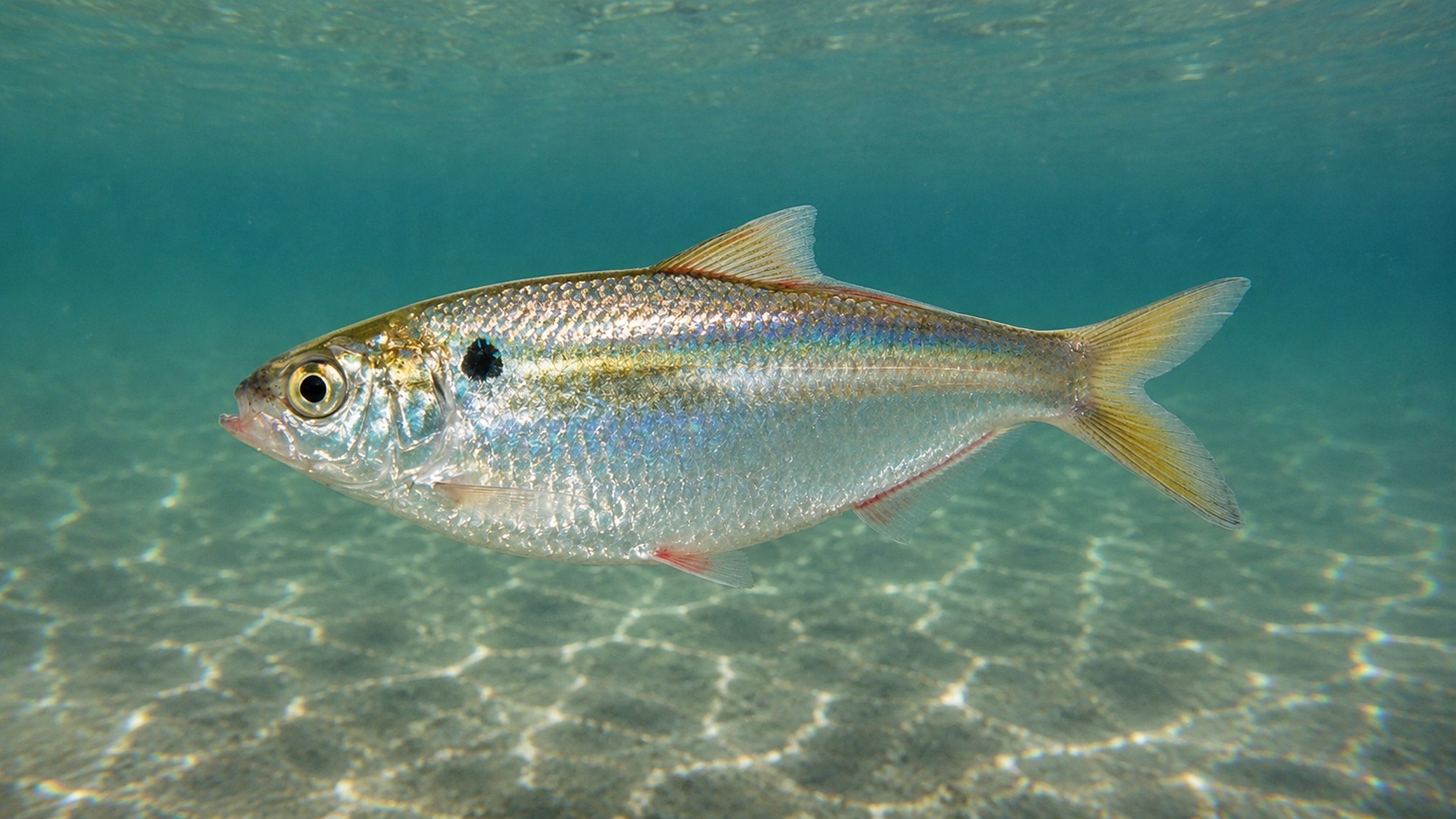 Threadfin Shad