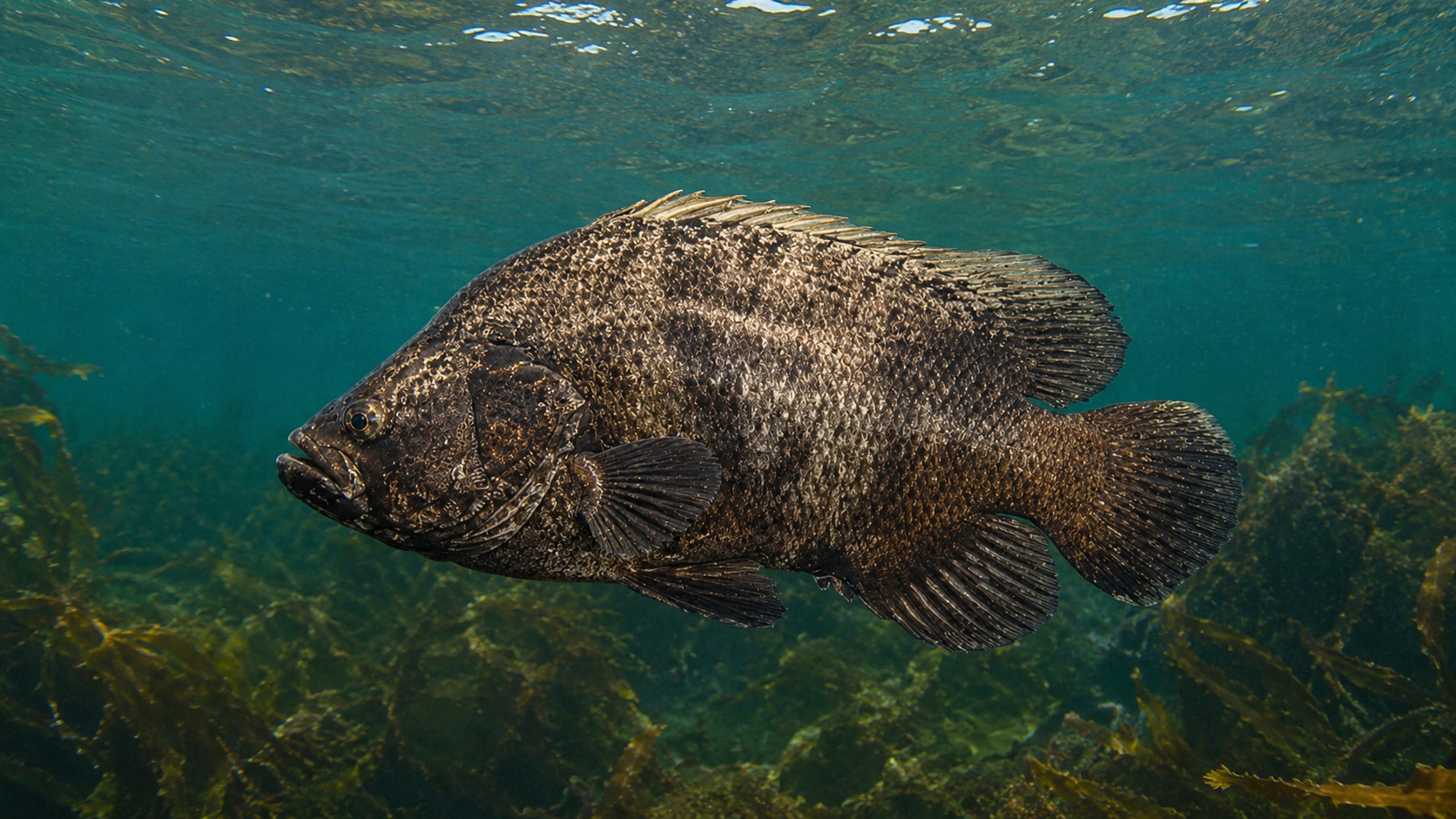 Tripletail