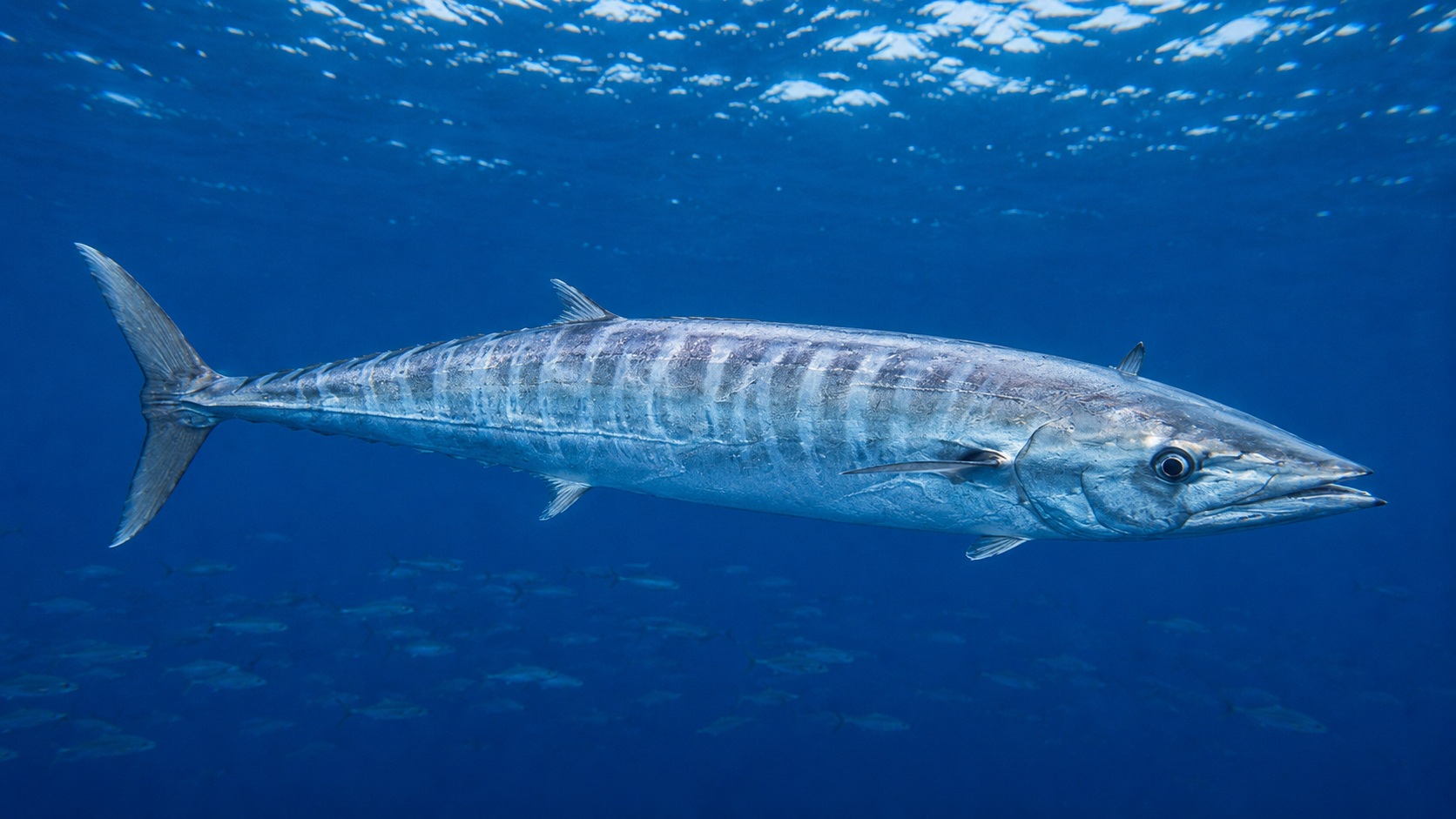 Wahoo