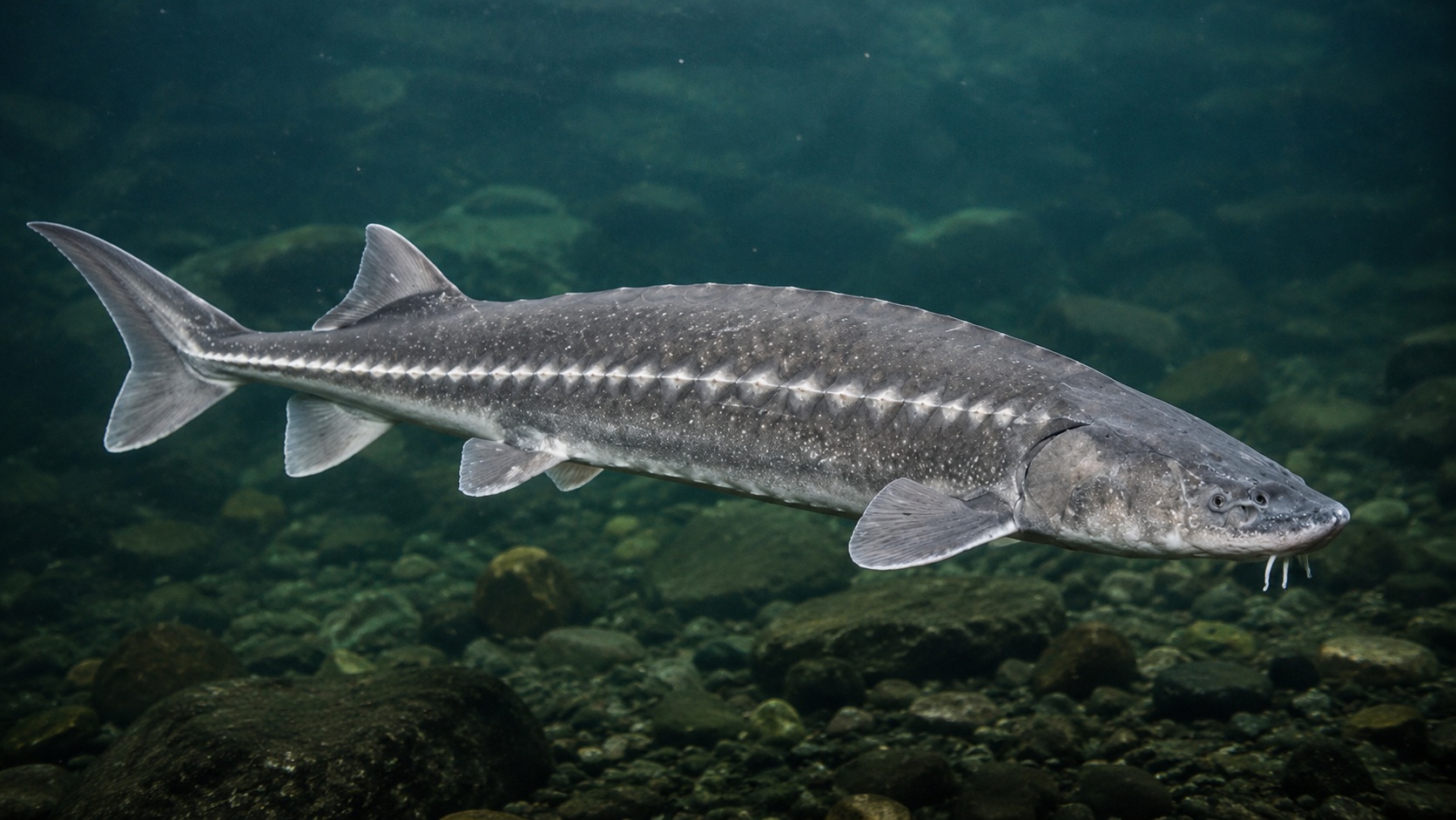 White Sturgeon
