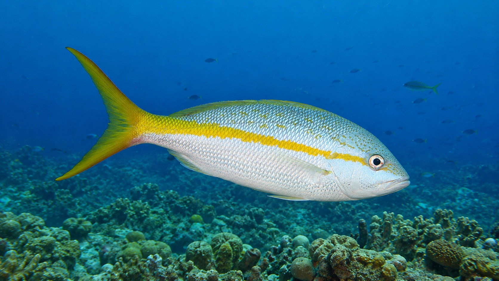 Yellowtail Snapper
